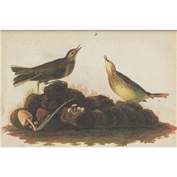 c1946 Audubon Print, #10 American Pipit