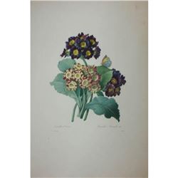 After Pierre-Jospeh Redoute, Floral Print, #111 Oreilles