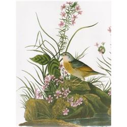 c1946 Audubon Print #130 Grasshopper Sparrow