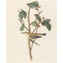 c1946 Audubon Print, # 154 Tennessee Warbler