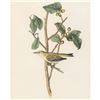 Image 1 : c1946 Audubon Print, # 154 Tennessee Warbler