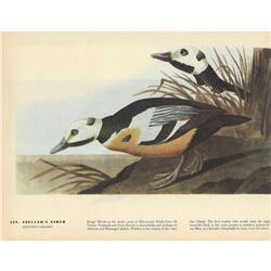 c1946 Audubon Print, Steller's Eider