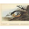 Image 1 : c1946 Audubon Print, Steller's Eider