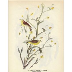 c1946 Audubon Print, Yellow Palm Warbler