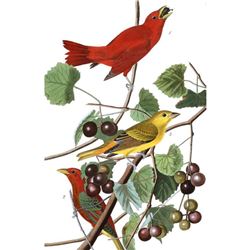 c1946 Audubon Print, #44 Summer Tanager