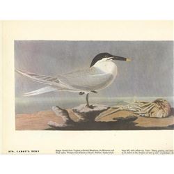 c1946 Audubon Print, #279 Cabot's Tern