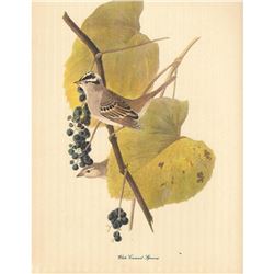c1950 Audubon Print, White-Crowned Sparrow