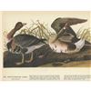 Image 1 : c1946 Audubon Print, #286 White-Fronted Goose