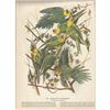 Image 1 : c1946 Audubon Print, #26 Carolina Paroquet