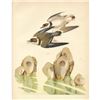 Image 1 : 1950 Menaboni Bird Print, Semi-palmated Plover