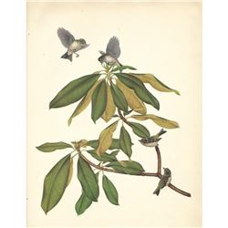 1950 Menaboni Bird Print, Ruby-crowned Kinglet