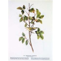 c1946 Audubon Print, #154 Tennessee Warbler