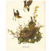 Image 1 : c1950 Audubon Print, Yellow-Breasted Chat