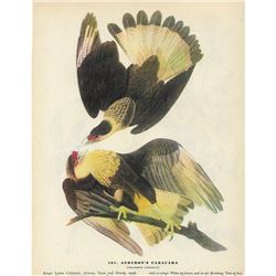 1946 Audubon Print, Audubon's Caracara