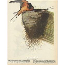 1946 Audubon Print, #173 Barn Swallow
