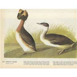 1946 Audubon Print, Horned Grebe