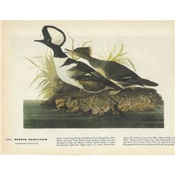 c1946 Audubon Print, Hooded Merganser