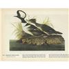 Image 1 : c1946 Audubon Print, Hooded Merganser