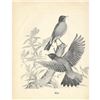 Image 1 : 1950 Menaboni Bird Picture, Robin