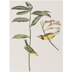 c.1946 Audubon Print, #110 Hooded Warbler