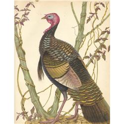 1950 Menaboni Bird Print, Eastern Wild Turkey