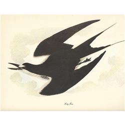c1950 Audubon Print, Sooty Tern