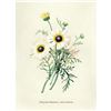 Image 1 : After Pierre-Jospeh Redoute, Floral Print, #22 Chrysantheme carene ( Crysanthemum )