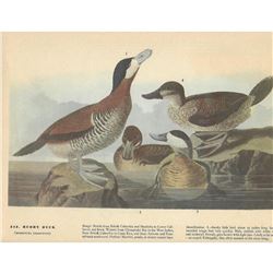 c1946 Audubon Print, #343 Ruddy Duck