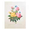 Image 1 : After Pierre-Jospeh Redoute, Floral Print, #127 Rose jaune et de Rose du Bengale (Rose)
