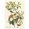 Image 1 : c1946 Audubon Print, #185 Backman's Warbler