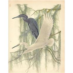1950 Menaboni Bird Print, Little Blue Heron