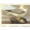 Image 1 : c1946 Audubon Print, #264 Fulmar
