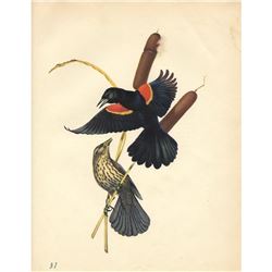 1950 Menaboni Bird Print, Red-wing Blackbird