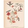 Image 1 : c1946 Audubon Print, #184 Black-Throated Mango