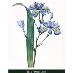 After Pierre-Jospeh Redoute, Floral Print, #58 Iris frangee ( Iris )