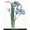 Image 1 : After Pierre-Jospeh Redoute, Floral Print, #58 Iris frangee ( Iris )