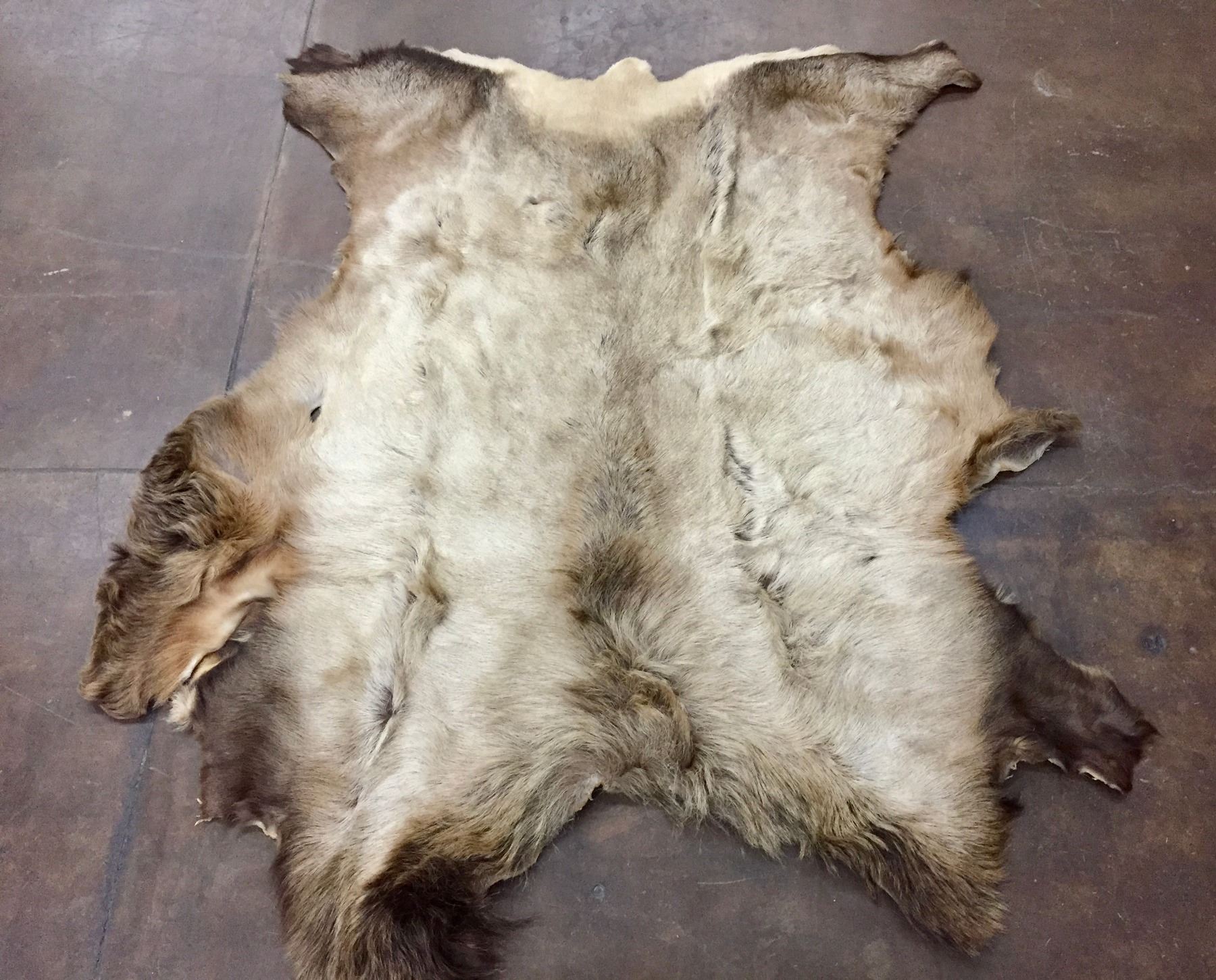 Large Elk Hide