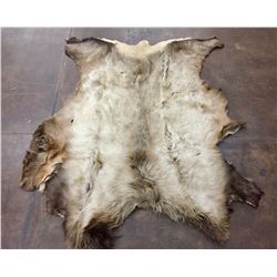 Large Elk Hide
