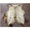 Image 1 : Large Elk Hide