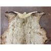 Image 3 : Large Elk Hide