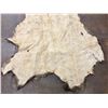 Image 5 : Large Elk Hide