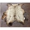 Image 7 : Large Elk Hide