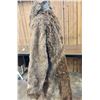 Image 4 : Early 1900s Buffalo Coat