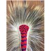 Image 4 : Plains Hair Roach
