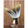 Image 7 : Plains Hair Roach