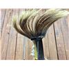 Image 10 : Plains Hair Roach