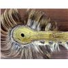 Image 12 : Plains Hair Roach