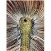 Image 4 : Plains Hair Roach