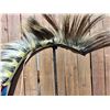 Image 9 : Plains Hair Roach
