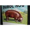 Image 7 : DUROC HOG PIG LIVESTOCK FARM SIGN